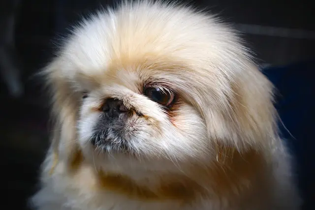 Pet vet Highland Park Animal Hospital Glendale