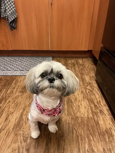 Dog Grooming Muddy Paws Grooming Everett