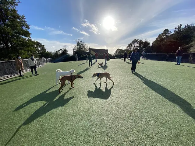 Dog Park Walter Haas Dog Park San Francisco
