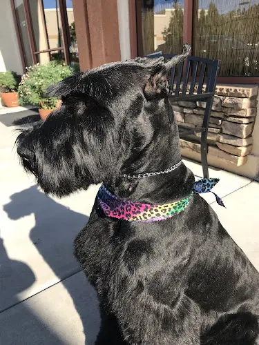 Dog day care center Meadows Pet Care San Marcos