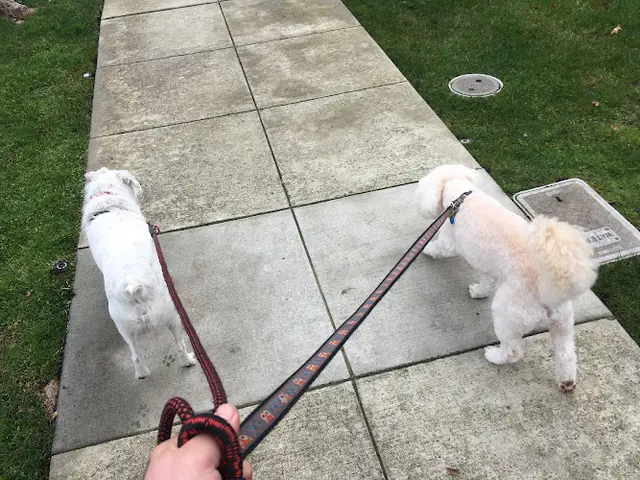 Dog day care center Walking Paws With Ryan San Mateo