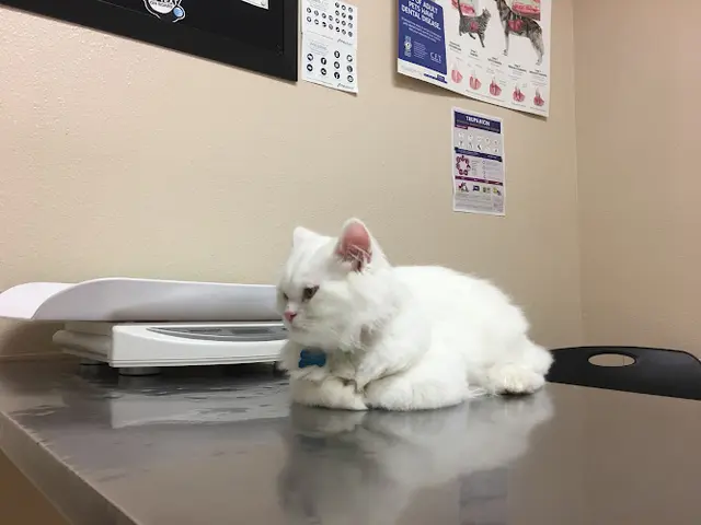 Pet vet Pet Hospital of North Park San Diego