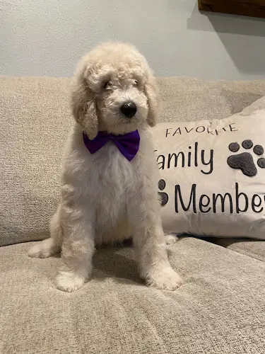 Dog trainer Shahla's Goldendoodles Roseville