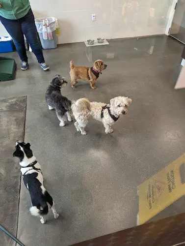Pet boarding service Healthy Spot West LA Santa Monica