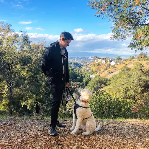 Dog trainer Sit With Rollin Los Angeles