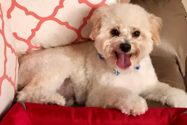 Dog Grooming Sparkle & Shine Pet Grooming Burbank