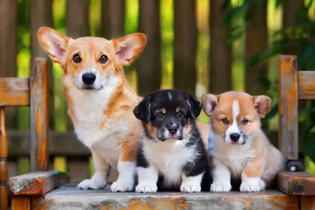 Dog day care center Canines Unleashed Inc. Chula Vista