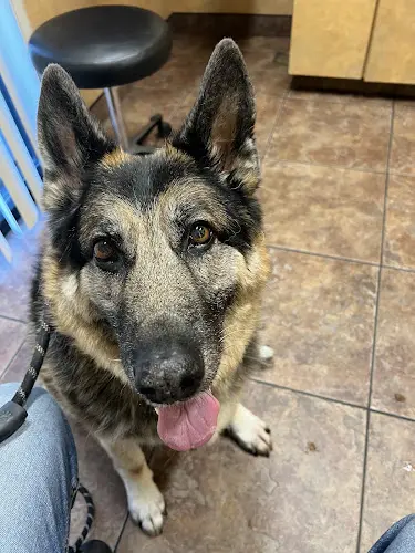 Dog trainer Arbor View Veterinary Clinic Roseville
