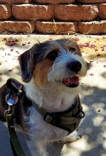 Dog breeder Second Chance Dog Rescue San Diego