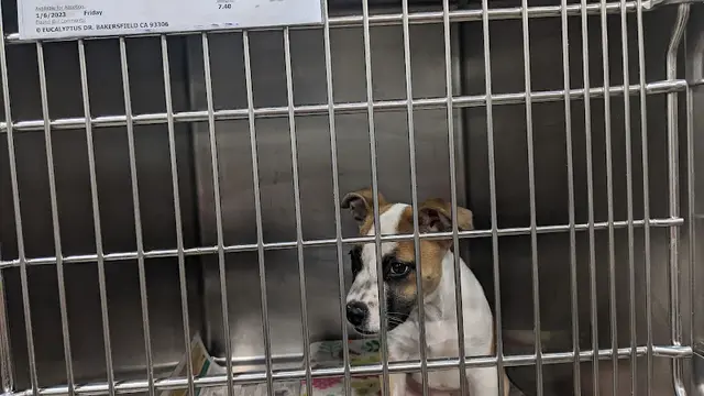Dog day care center Kern County Animal Services Bakersfield