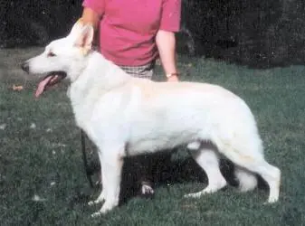Dog breeder Ve-Lin's White German Shepherds Victorville