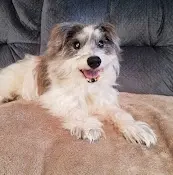 Dog breeder Shelter Hope Pet Shop Thousand Oaks