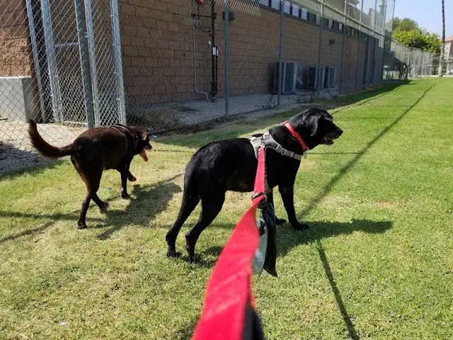 Dog Park Saticoy Park Ventura