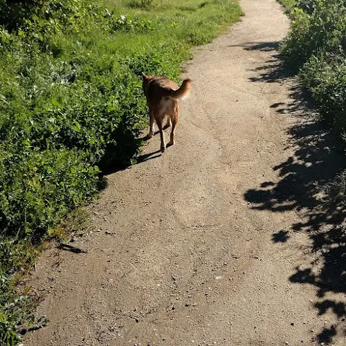 Dog Park Bandini Canyon Park Carson