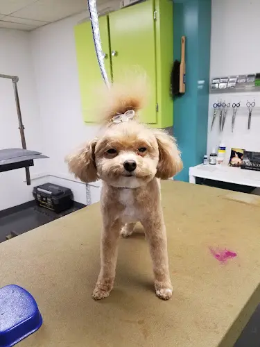 Dog Grooming Tails Of Mischief Boarding & Grooming Portland