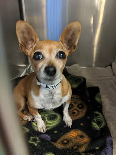 Dog breeder Rancho Cucamonga Animal Center Ontario