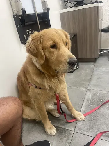 Pet vet Van Nuys Veterinary Clinic Burbank