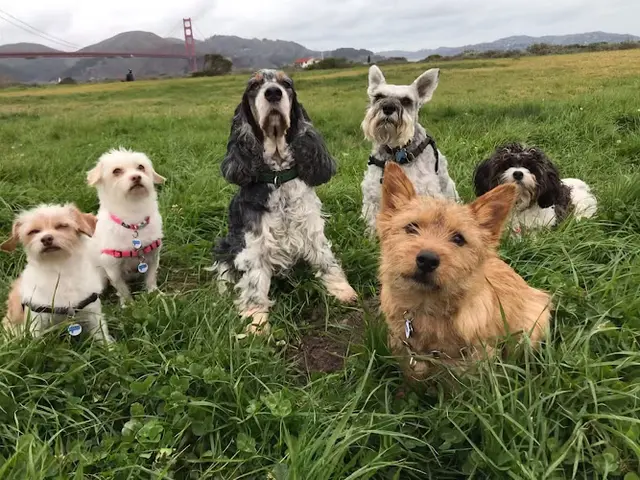 Dog day care center Walks & Wags SF San Francisco
