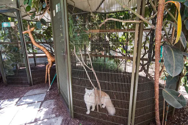 Dog day care center Pet Camp: Cat Safari San Francisco
