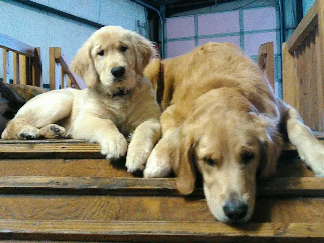 Dog day care center Tails R Waggin Doggy Day Care Portland