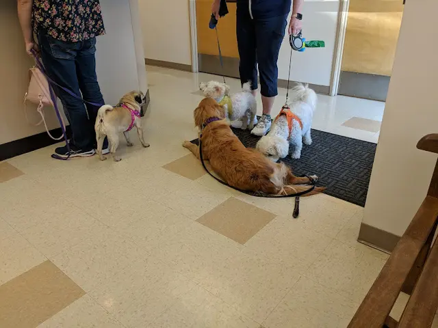 Pet boarding service Aloha Dog & Cat Hospital Beaverton