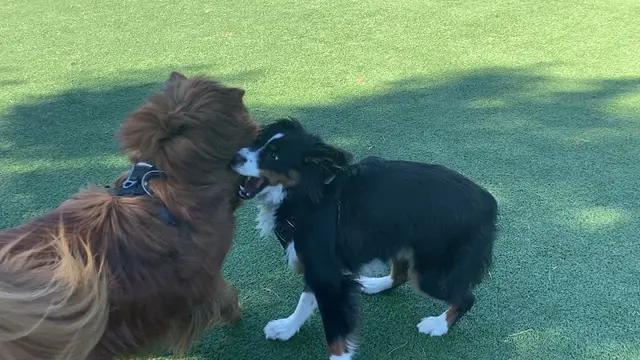 Dog trainer True Training 101 Daly City