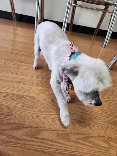 Dog Grooming Ma & Paws Pet Grooming Rialto