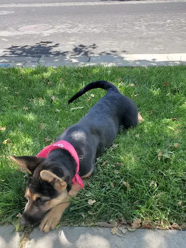 Pet boarding service PetSmart Tracy