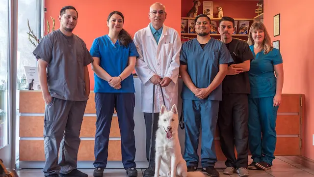 Pet vet Hollywood Cat And Dog Hospital Burbank