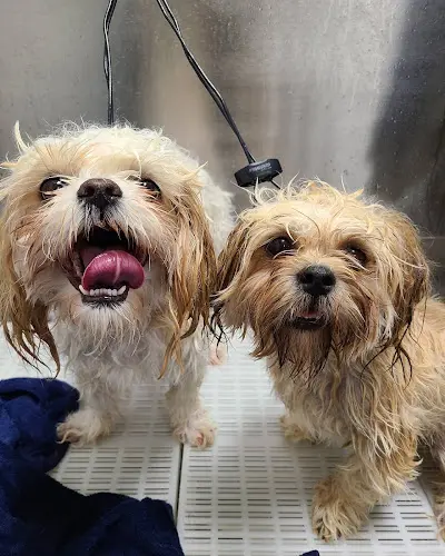 Dog trainer Backyard Pet Spa & Boutique Roseville