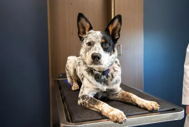 Pet boarding service Hearthwood Veterinary Hospital Vancouver