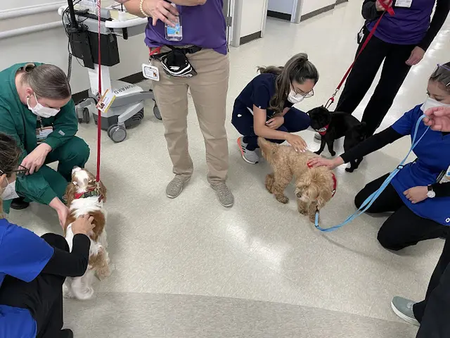 Dog trainer Inland Empire Therapy Dogs San Bernardino