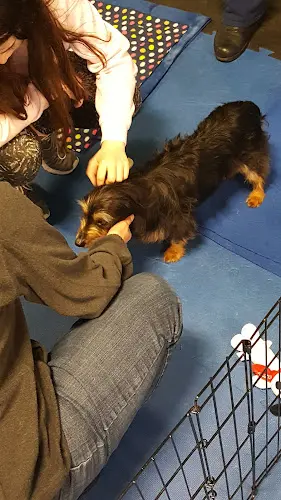 Dog Grooming Naturally 4 Paws Beaverton