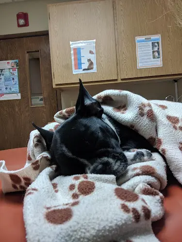Pet vet Kearny Mesa Veterinary Center San Diego