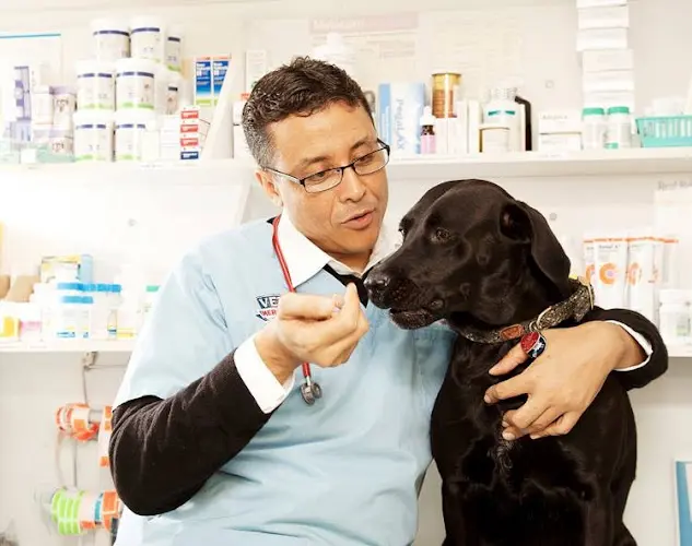 Pet vet Bellwood Animal Hospital Carson