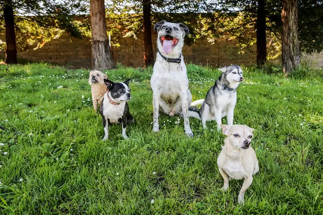 Dog trainer itchytail pet services Richmond