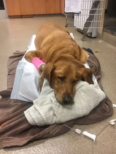 Pet vet VCA Miller-Robertson Animal Hospital Burbank