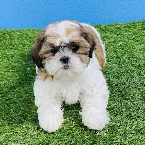 Dog day care center Puppyland Renton Renton