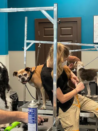 Dog trainer BlissBound Hound Oakland