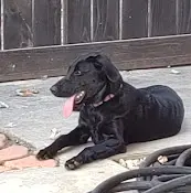 Dog breeder Diamond P Labradors Berkeley