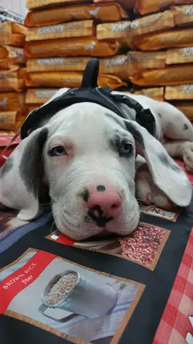 Rescue & Shelter Kahoots El Cajon