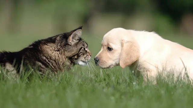 Pet vet Happy Valley Veterinary Hospital Gresham