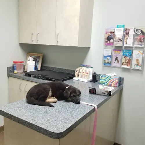 Pet vet Sunrise Pet Hospital Orange