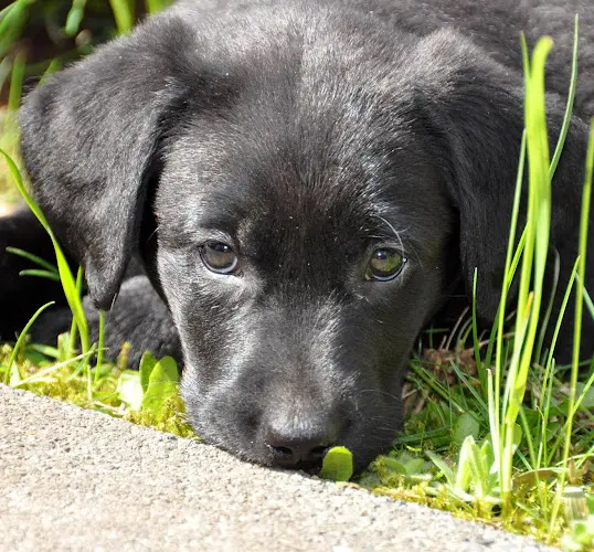 Dog breeder Johnson Point Labradors Federal Way