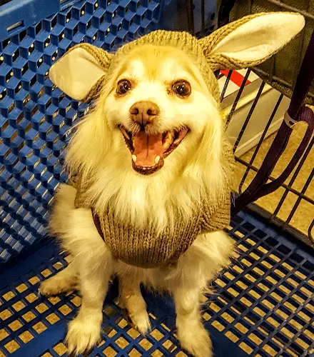 Dog breeder PetSmart Victorville