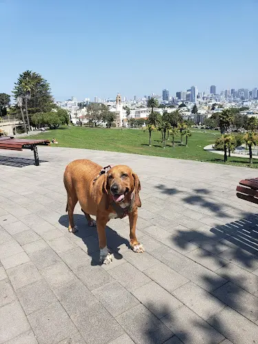 Dog day care center LoLo's San Francisco Pet Sitting San Francisco