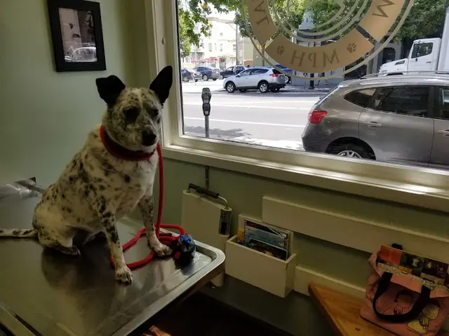 Pet vet Mission Pet Hospital San Francisco