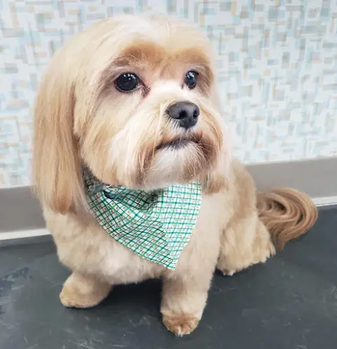 Dog Grooming Daisy's Pet Grooming Yakima