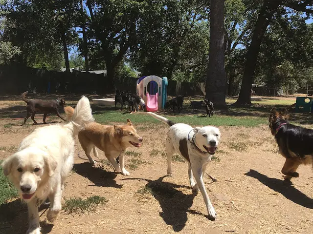 Dog trainer Waggin' Tails Roseville