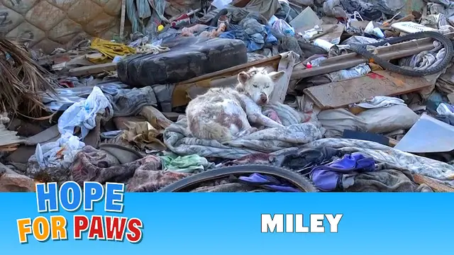 Rescue & Shelter Hope For Paws Los Angeles